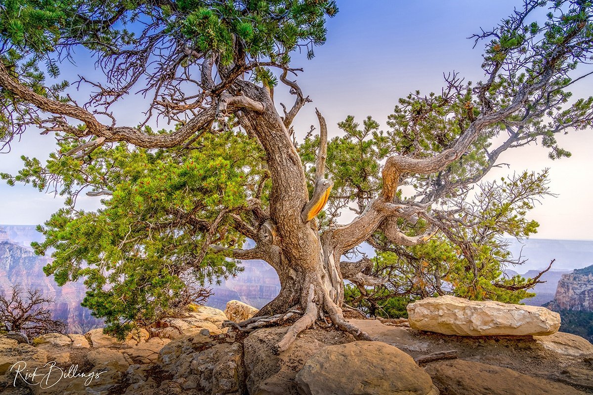 1292 Grand Canyon North Rim