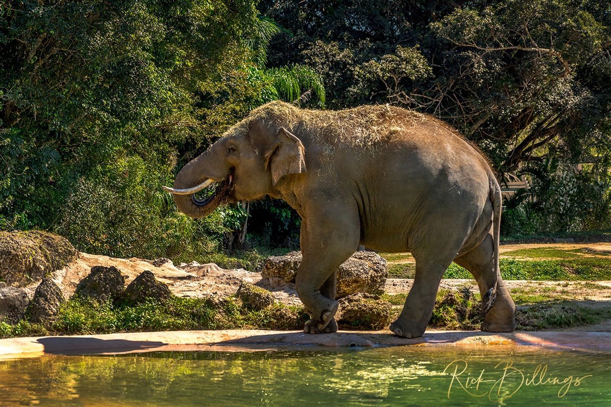 1355 Elephant