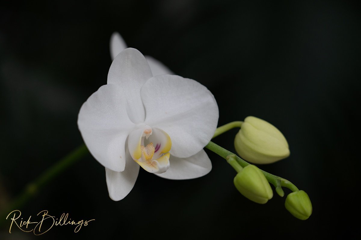 1370-White-Orchid