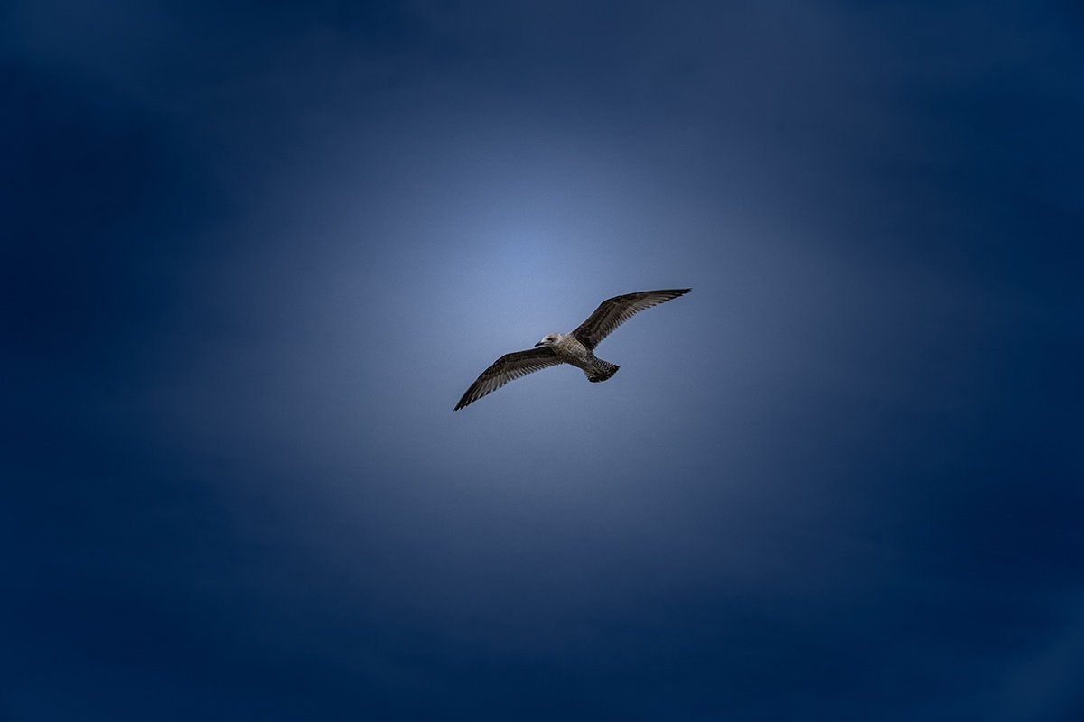 1481 Flying High