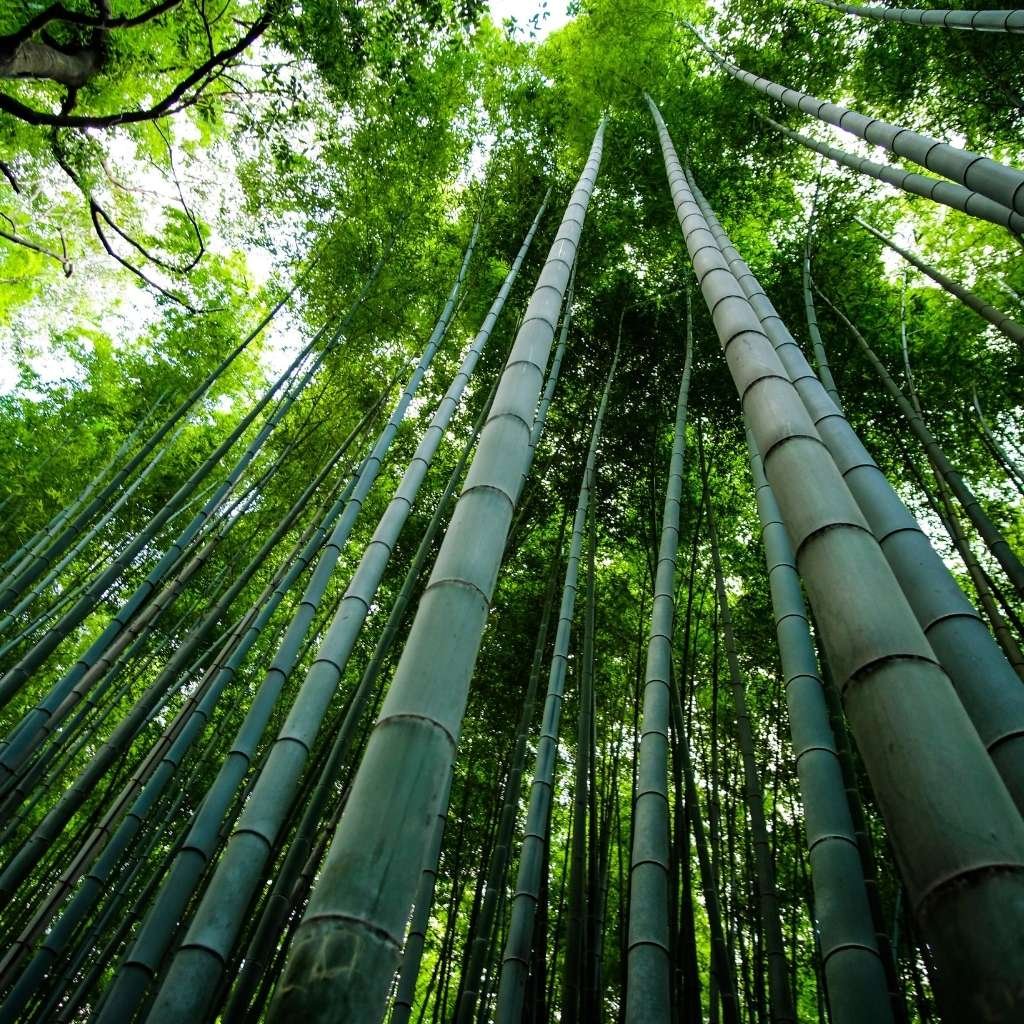 Chinese Bamboo Tree