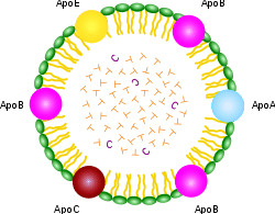 Chylomicron.svg