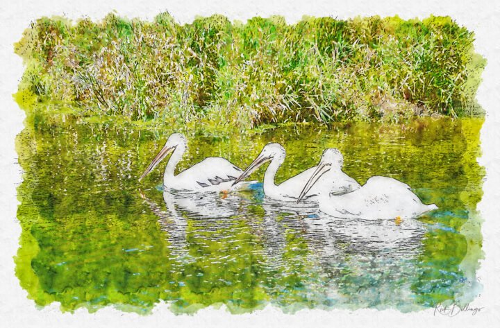 1129-Wildlife-Safari