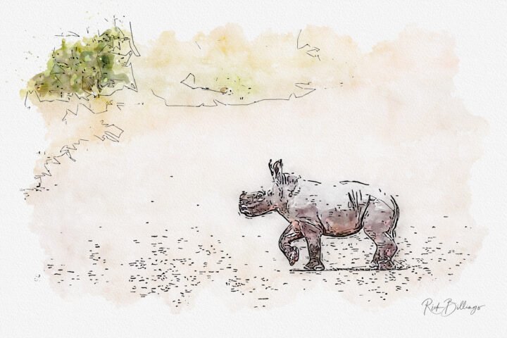 1148-Rhino
