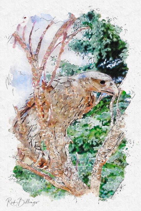 1153-Air-Force-Academy