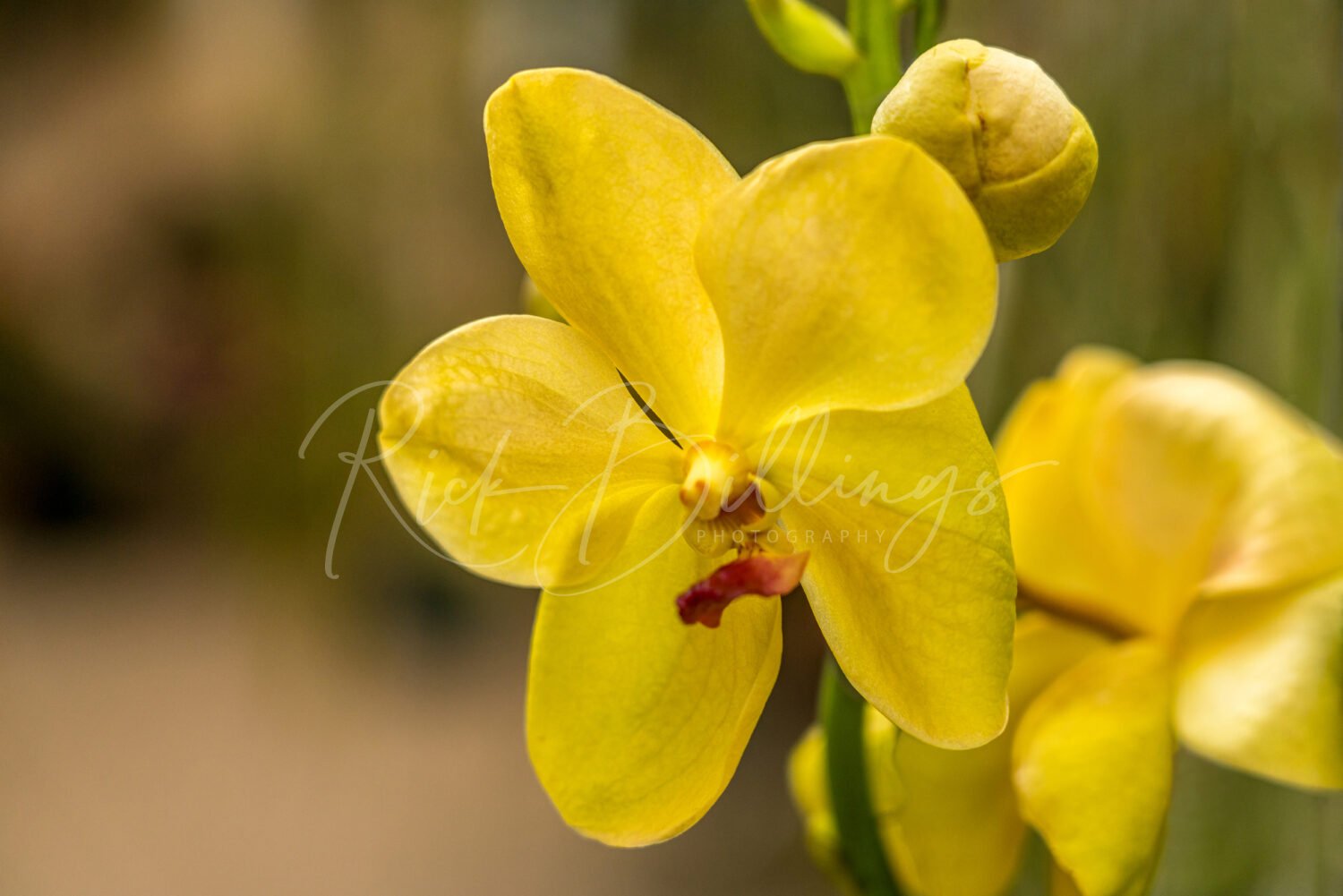 1365-Yellow-Orchid-
