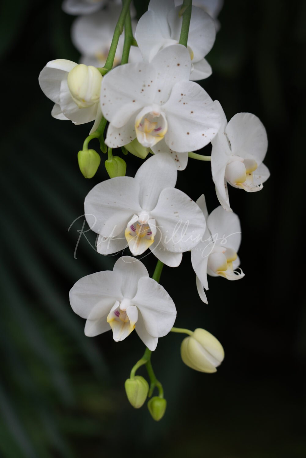 1368-WHite-Moth-Orchids