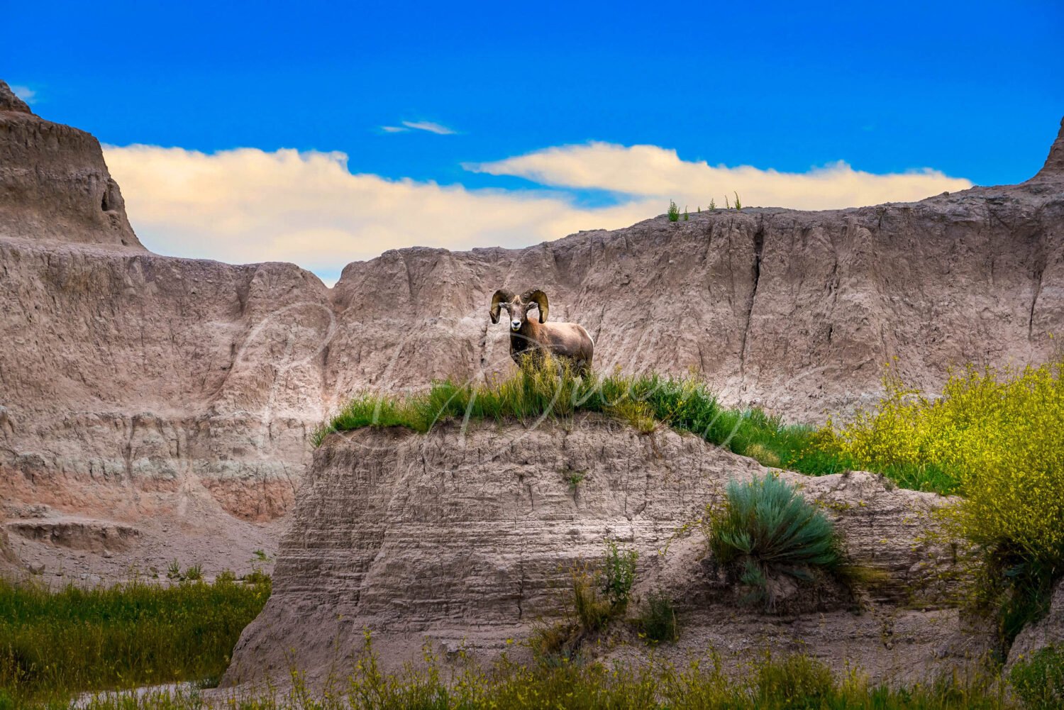 1003-Badlands-Bighorn-Sheep