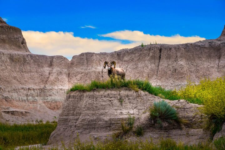 1003-Badlands-Bighorn-Sheep
