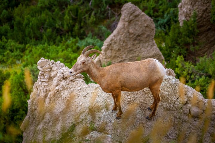 1004-Badlands-Bighorn-Sheep-Ridge