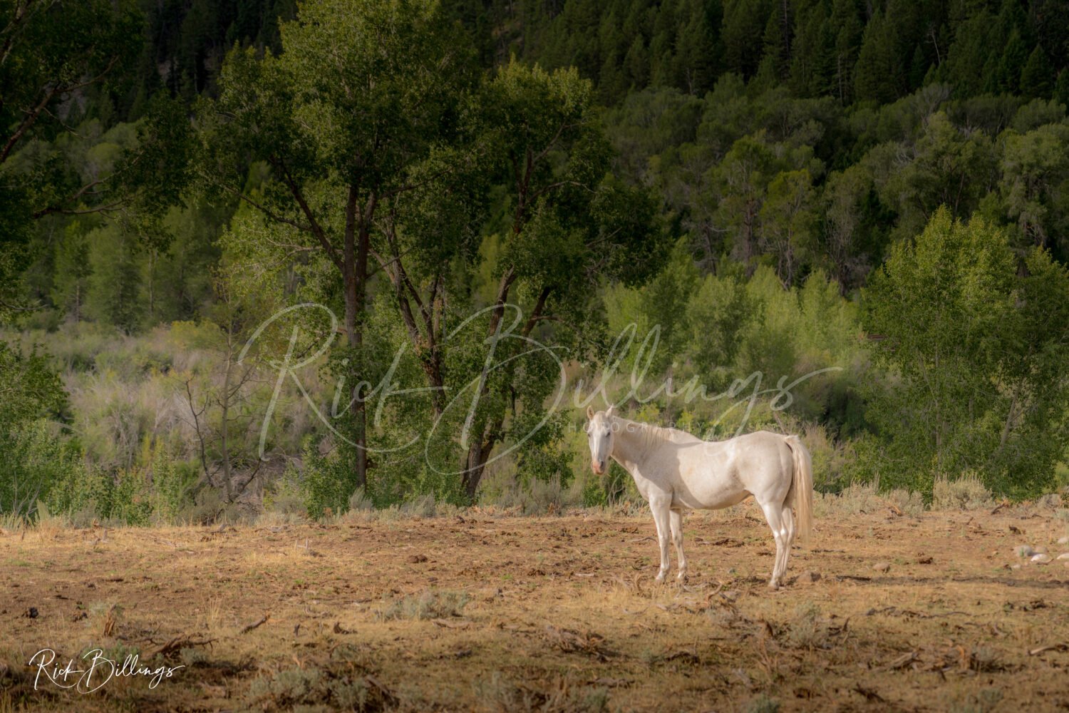 1058-Jackson-White-Horse-LOGO