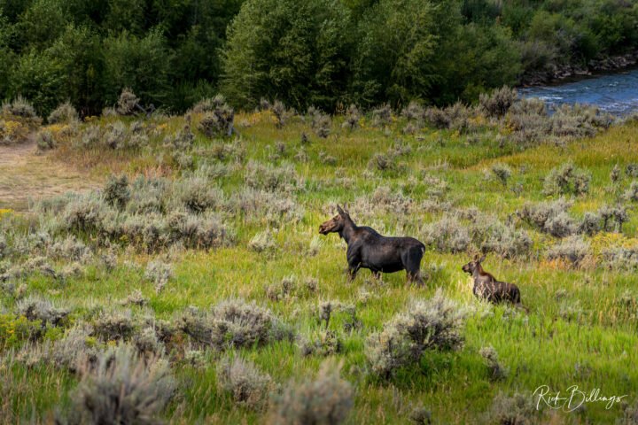 1059-Yellowstone-Moose-Baby-LOGO