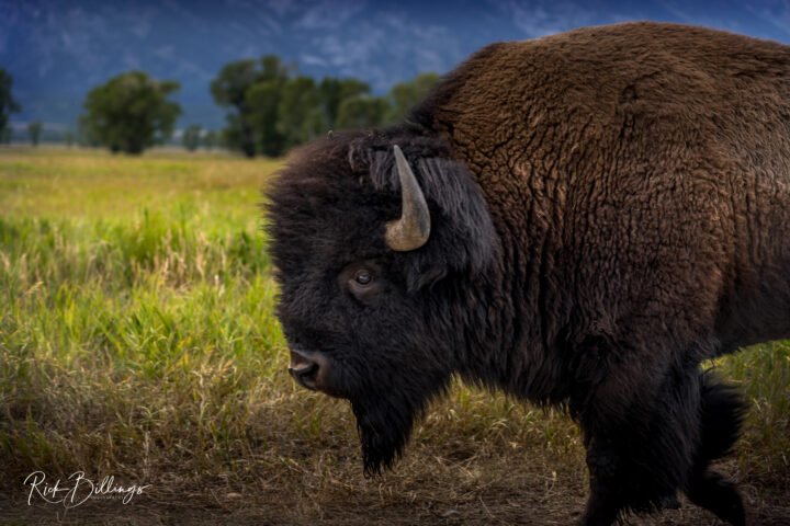 1062-Yellowstone-Sunset-LOGO