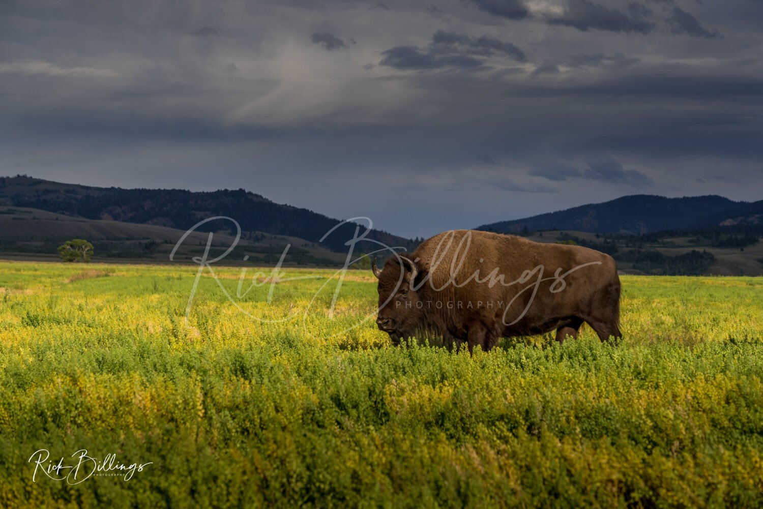 1063-Buffalo-Range-LGO