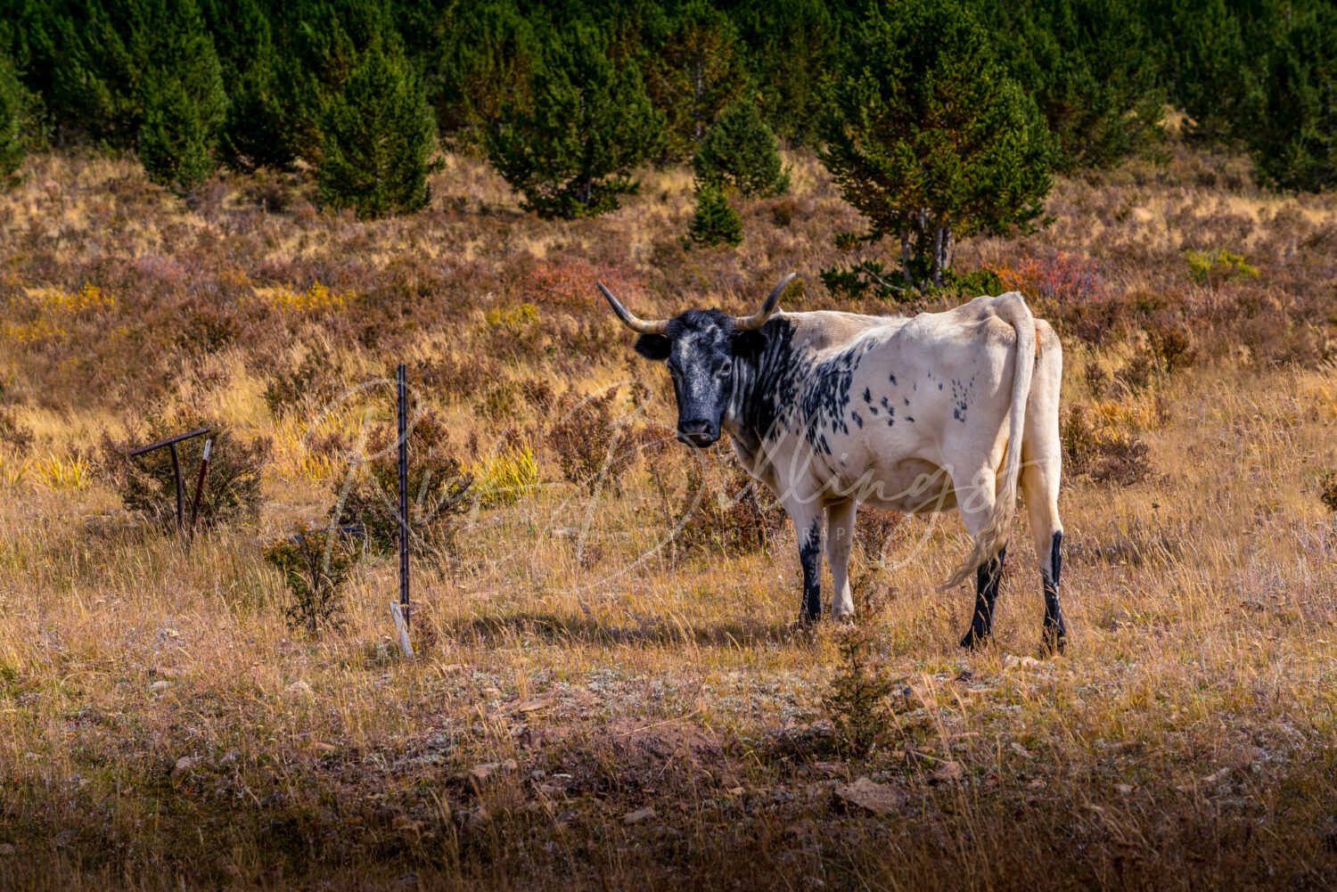 1111-Cripple-Creek-CO