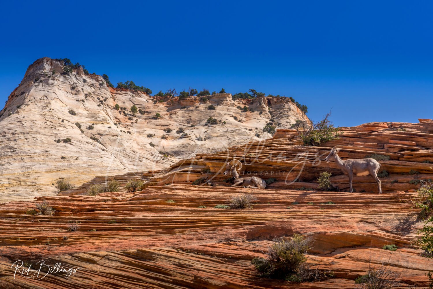 1164-Long-Horn-Zion-National-Park-Utah