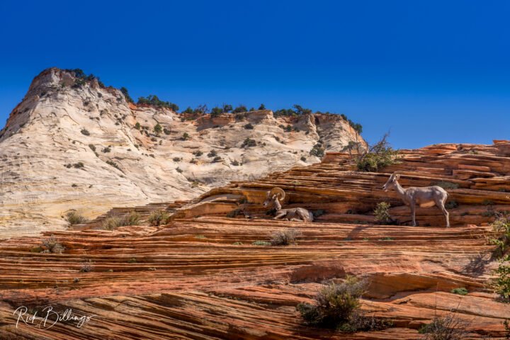 1164-Long-Horn-Zion-National-Park-Utah
