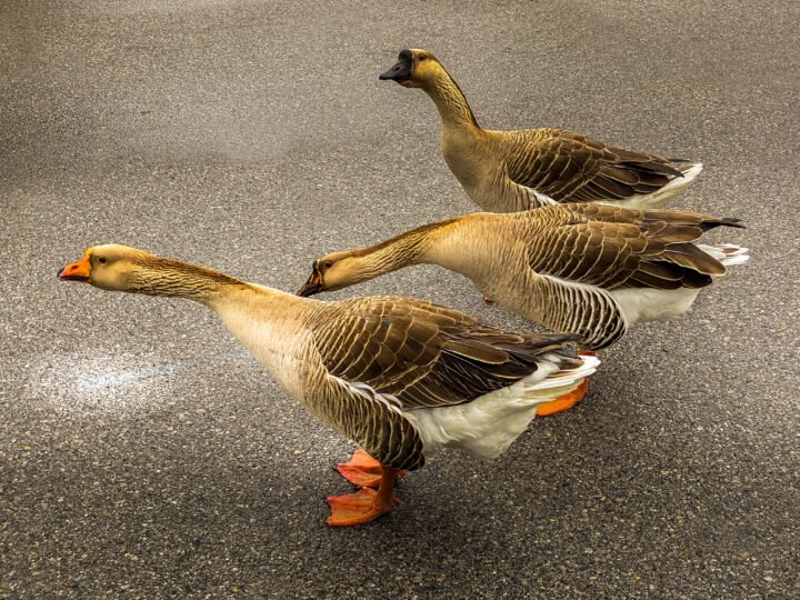 1170-Gulf-Coast-Ducks