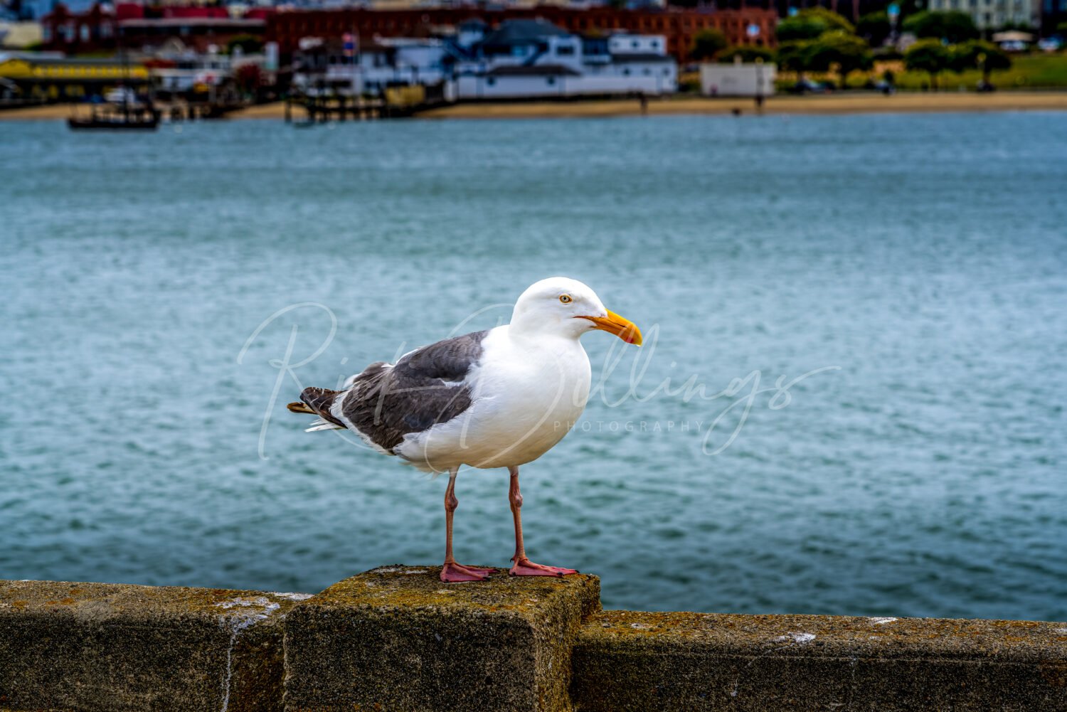 1215-San-Francisco-CA