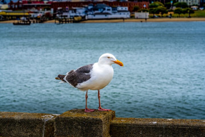 1215-San-Francisco-CA