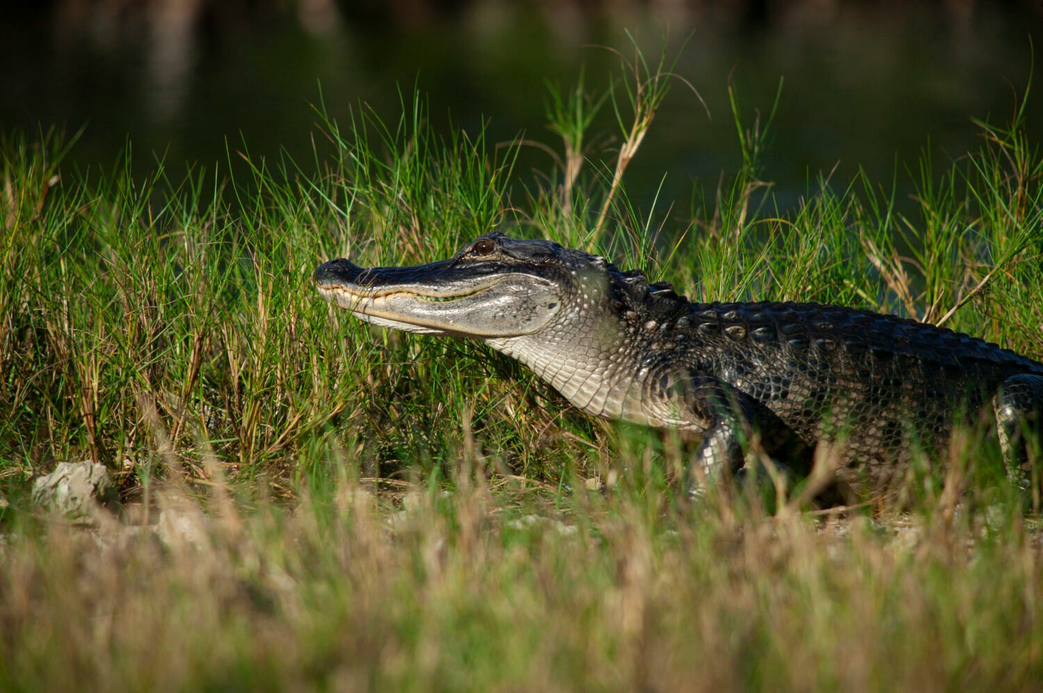 1340-Gator-on-the-Prowl