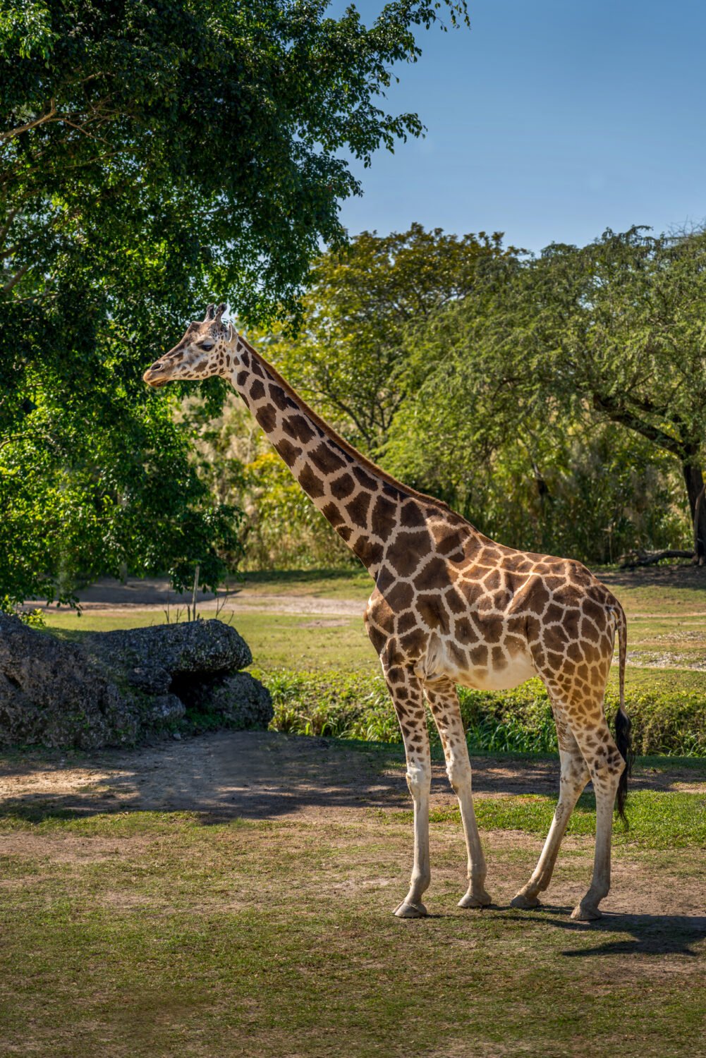 1353-Giraffe