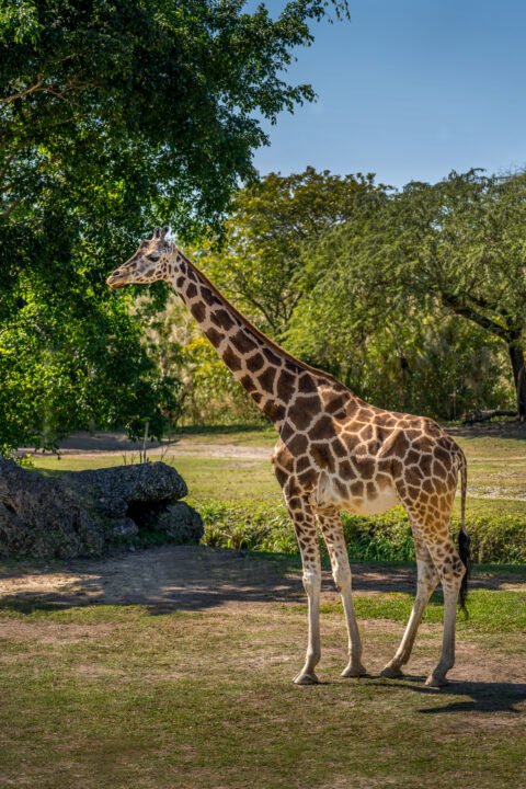 1353-Giraffe