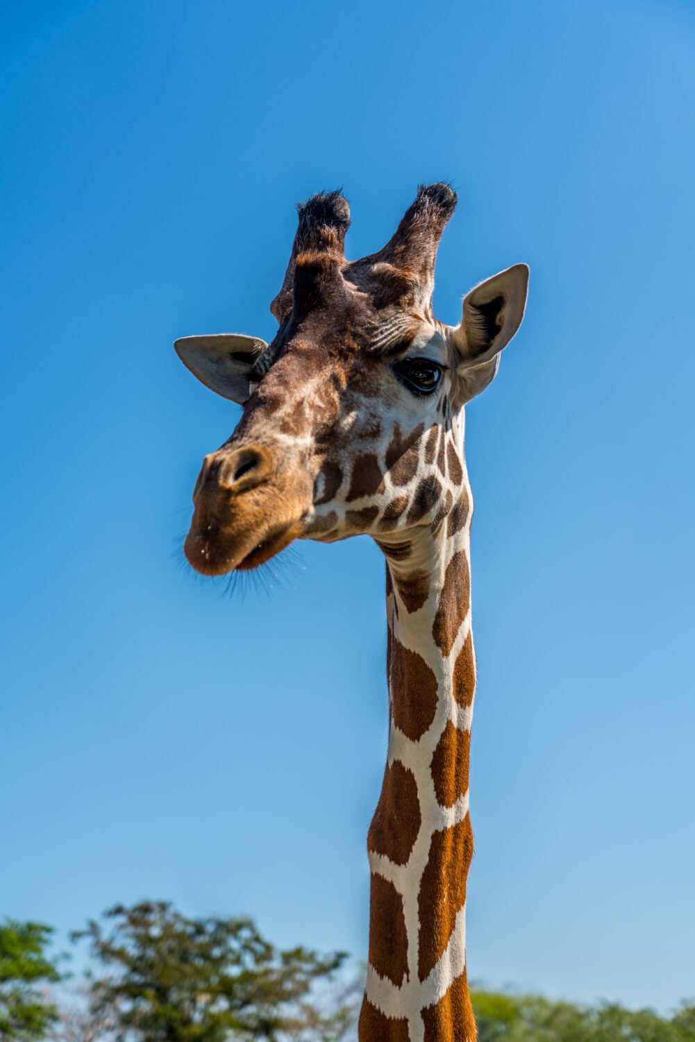 1354-Giraffe