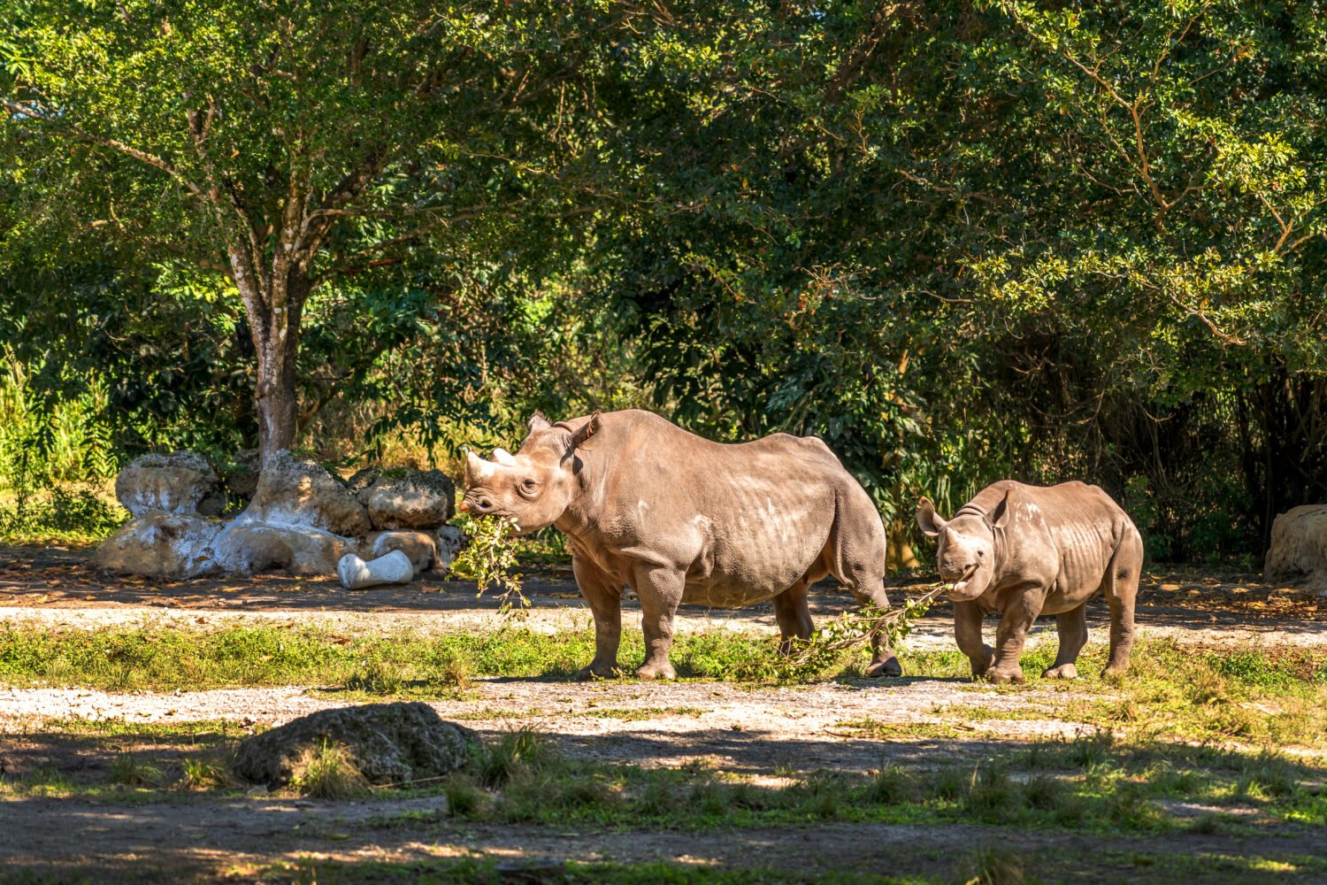 1356-Rhino-Lunch-Time