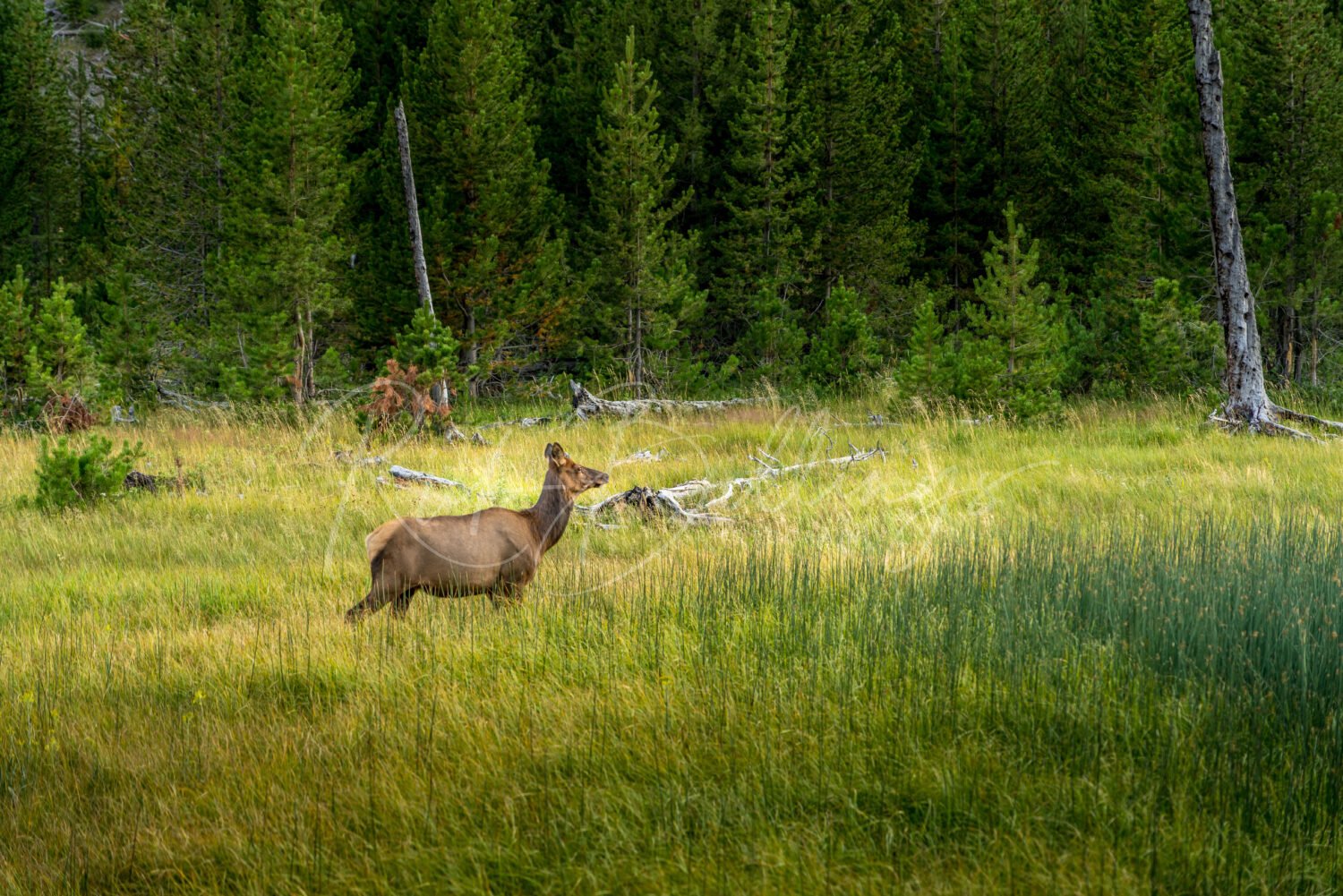 1051-Yellowstone-Elk
