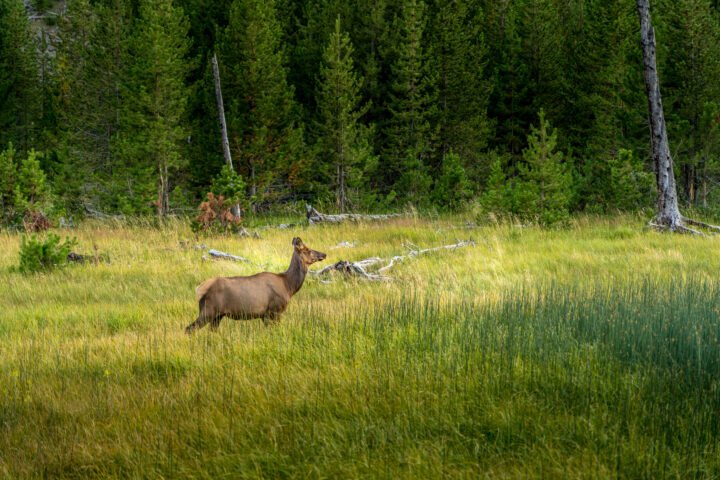 1051-Yellowstone-Elk