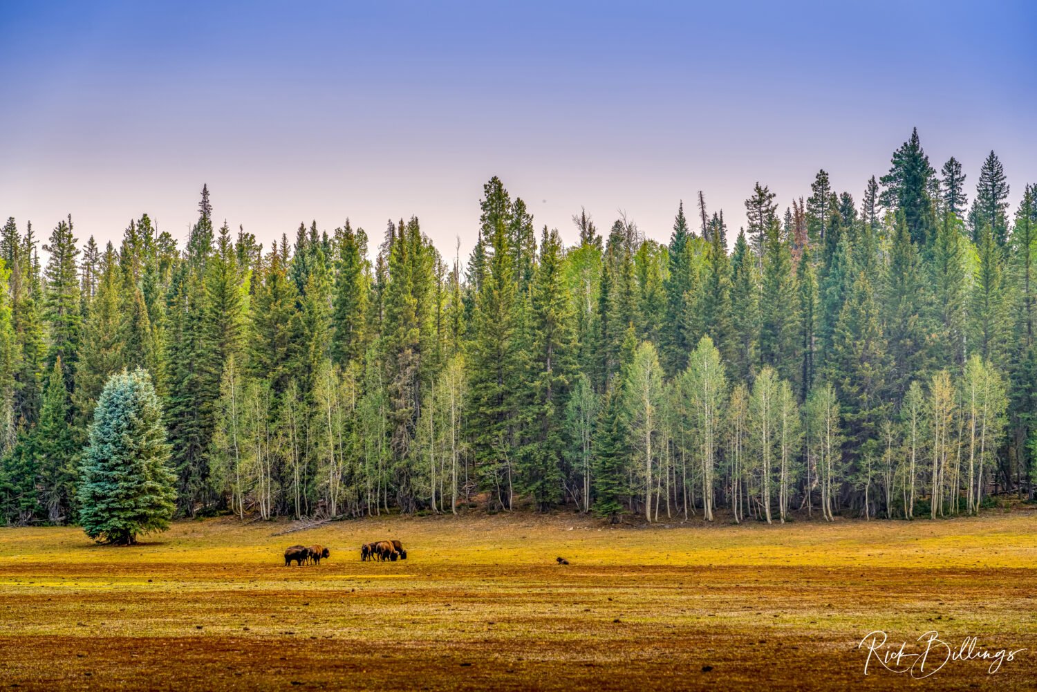 1290b-Grand-Canyon-North-Rim