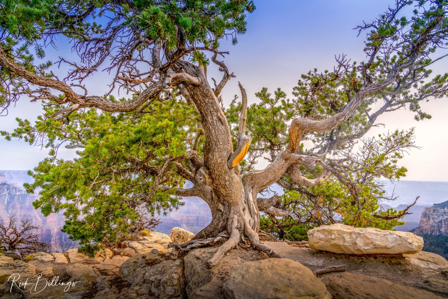 1292-Grand-Canyon-North-Rim