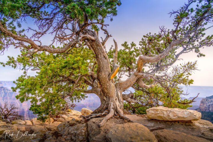 1292-Grand-Canyon-North-Rim