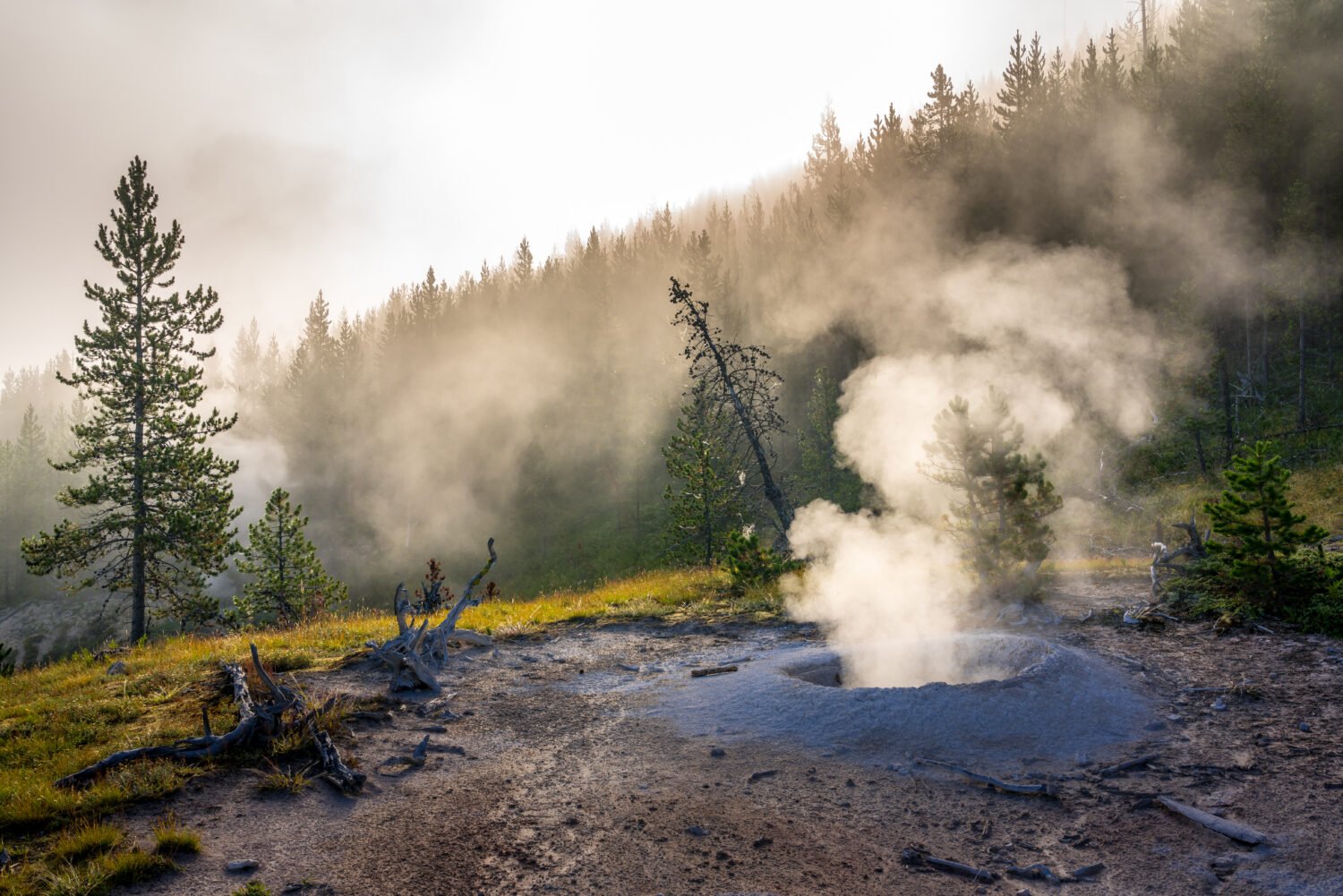 1334-Yellowstone-Forest