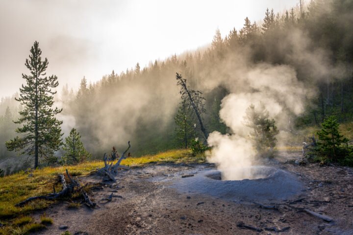 1334-Yellowstone-Forest