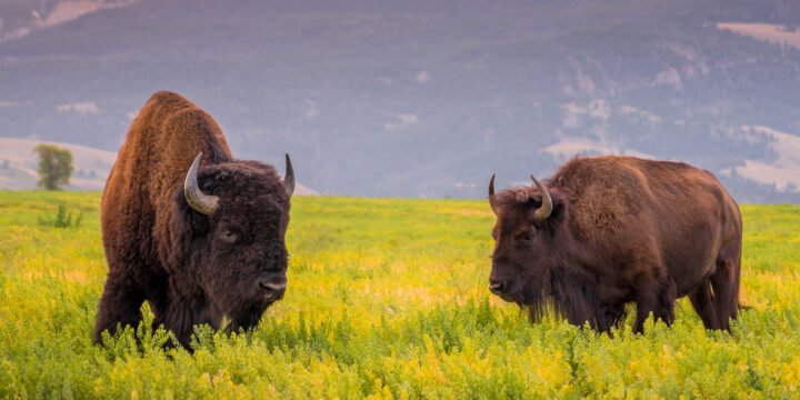 PANO-1070-Bisons