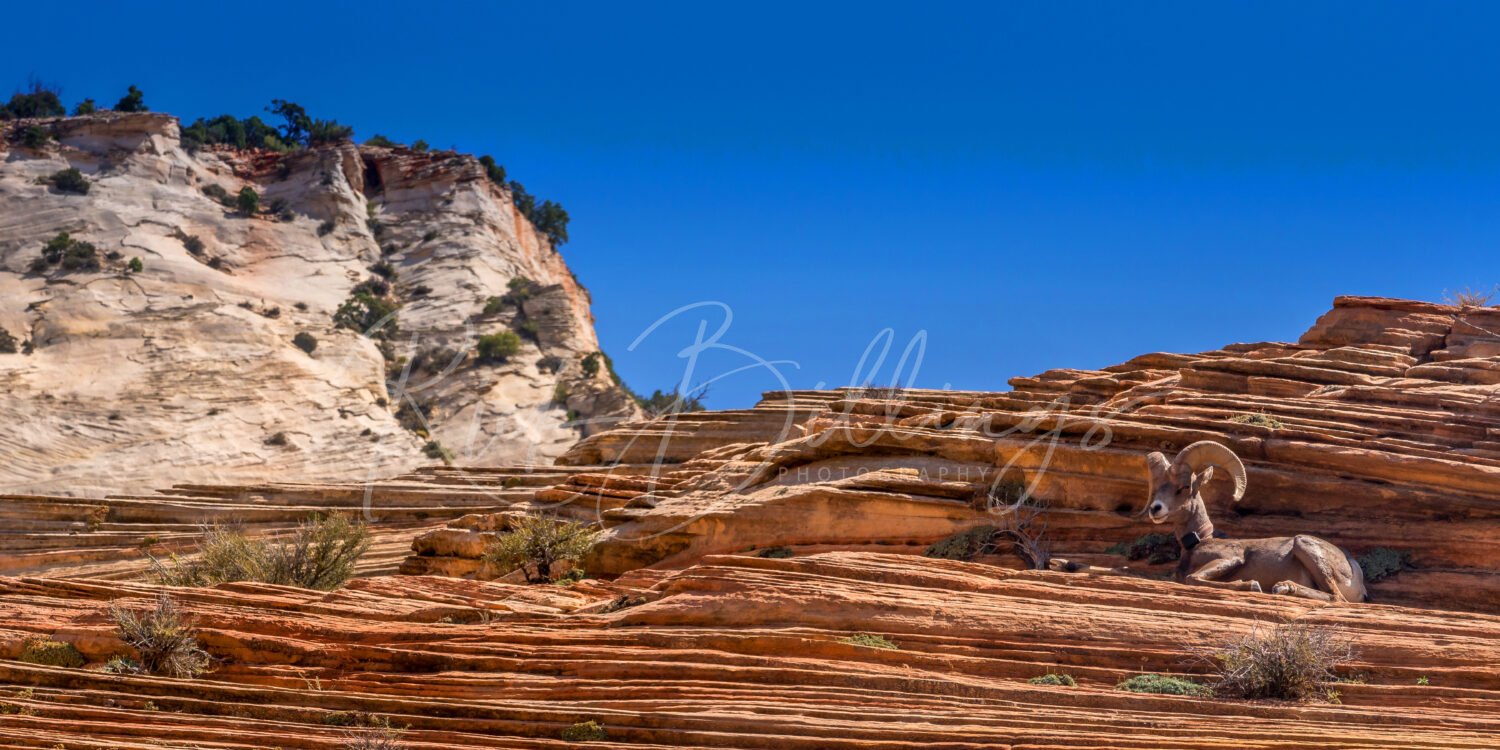 PANO-1162-Zion-National-Park-Utah