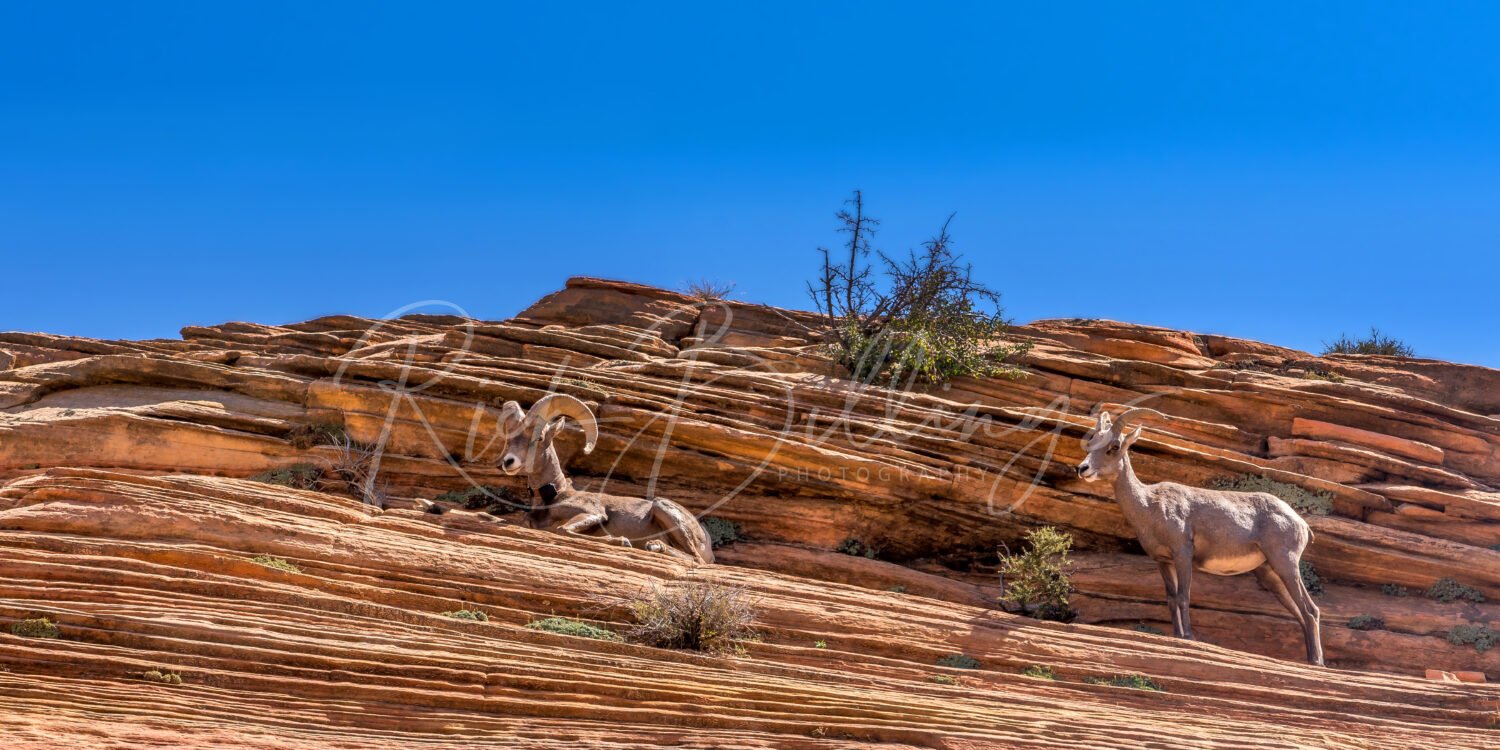 PANO-1165-Zion-National-Park-Utah