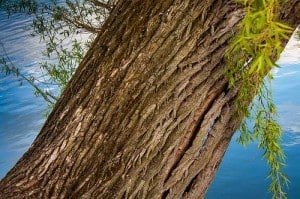willow tree bark ariix restoriix